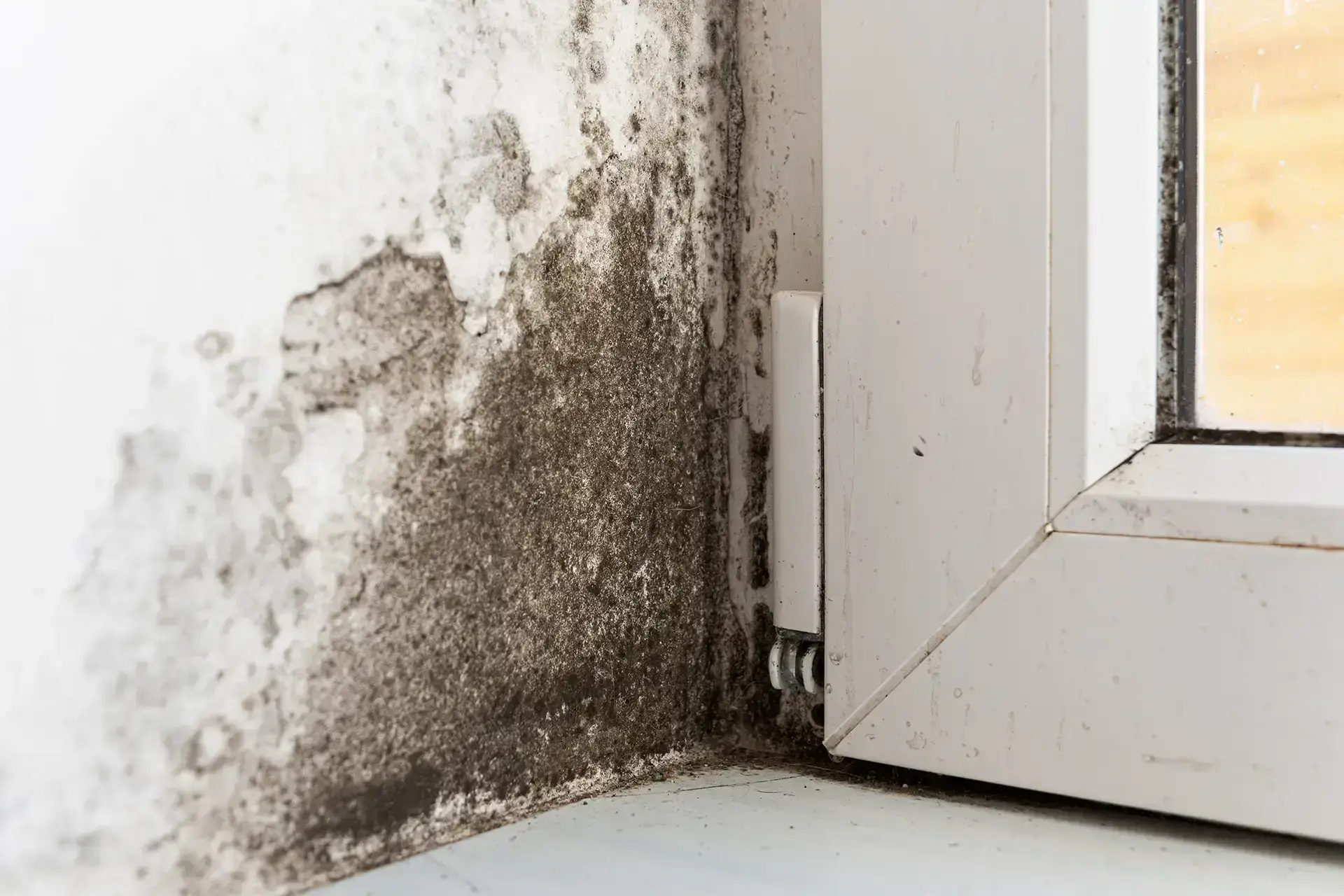 The Leading Water Damage Restoration Company in Wilmington — Wilmington, NC